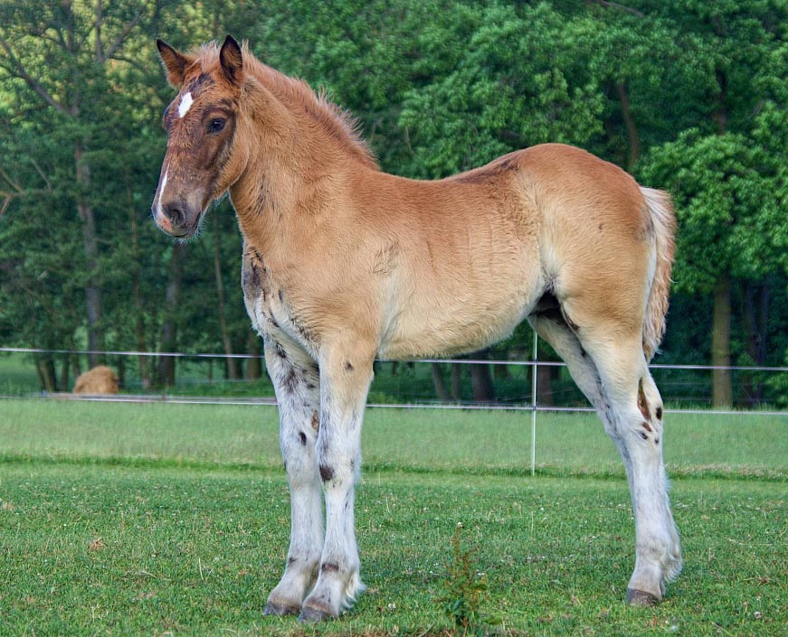 Heavy Horse Foal